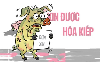 Chú heo bệnh vẫn 'cống hiến' hết mình cho nền ẩm thực