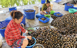 'Ăn bún riêu mà nhớ đến ốc bươu vàng là cảm giác bớt ngon'