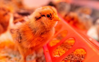 Đưa tia cực tím vào chuồng gà để 'chặn' cúm gia cầm