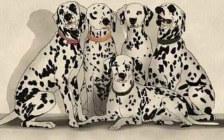 1 trong 10 người mới thấy con gấu trúc, còn bạn?