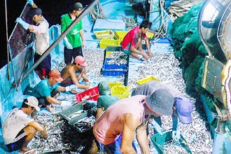 Mỹ cấm nhập 12 nhóm loài thủy sản khai thác: Sẽ hỗ trợ ngư dân chuyển đổi nghề