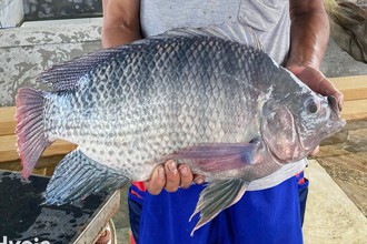 Mỹ chi hơn 50 triệu USD để mua cá rô phi ở Việt Nam