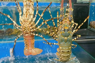 5 yếu tố giúp tôm hùm Việt Nam vượt qua Canada, Mỹ để chiếm lĩnh thị trường Trung Quốc