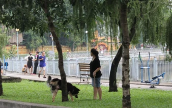 Unleashed dogs along Nhieu Loc - Thi Nghe Canal in Ho Chi Minh City spark safety concerns