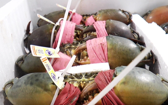 Cooperatives in Vietnam’s Ca Mau sign agreements to export crabs to mainland China, Taiwan, Singapore