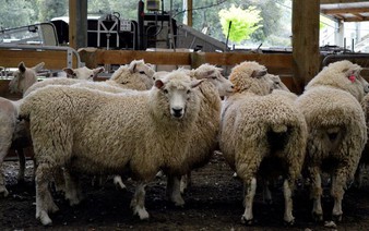 New Zealand pledges to reduce biogenic methane emissions by 2050