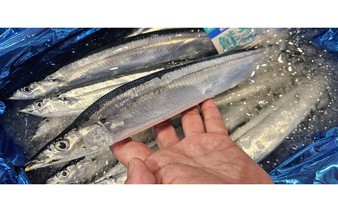 Japan group to launch AI service for saury size predictions