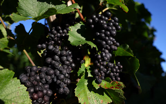 A Japanese Pinot Noir town blessed by climate change now worries about the weather