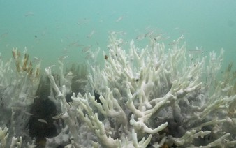 Climate tipping points are being crossed, scientists warn ahead of COP30