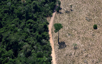 World falling far behind deforestation goals with farms and fires driving loss, report says