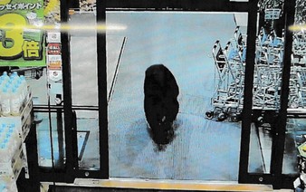 Japan city of Sendai shoots bear under revised law
