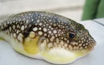 9 hospitalized over puffer fish poisoning in Vietnam’s Lam Dong, with 1 in critical condition