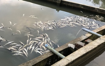 Flash flood kills 45 tonnes of sturgeon in Vietnam's Mang Den