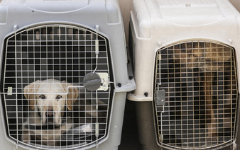 In the doghouse: flying canines count as cargo, EU court rules