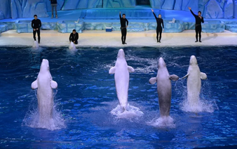Canada blocks theme park from sending whales to China