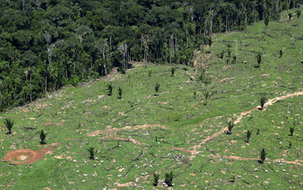 Investors managing $3 trillion in assets urge countries to stop deforestation