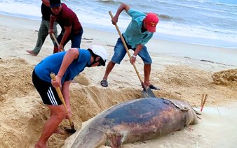 Carcass of 150kg dolphin found on central Vietnam coast