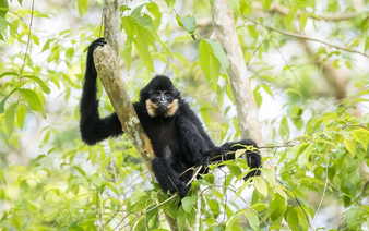 Israeli photographer captures Vietnam’s rare primates on edge of extinction