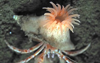 Japan study discovers new species of sea anemone