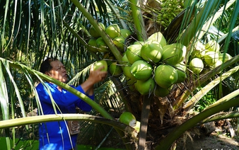 Vietnam’s coconut exports surge as Thai farmers struggle amid price collapse: media