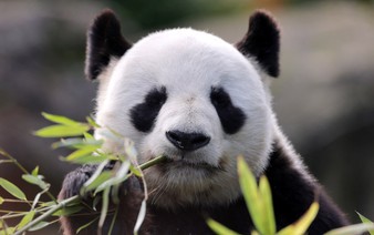 French zoo workers say their goodbyes as two pandas head to retirement in China