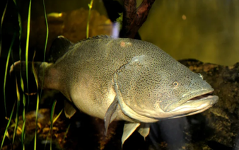 Australian Murray cod wallops swim record