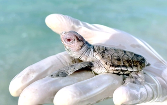 17 rare albino sea turtles hatch on Vietnam’s Con Dao Island