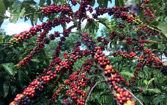 Brazil poised to lead global robusta coffee farming on expansion potential, report says