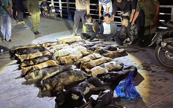 Gang caught stealing 24 dogs overnight in southern Vietnam
