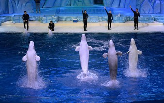 Canadian theme park warns it may euthanize 30 beluga whales