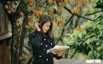 Visitors enchanted by persimmon gardens in Vietnam’s Central Highlands