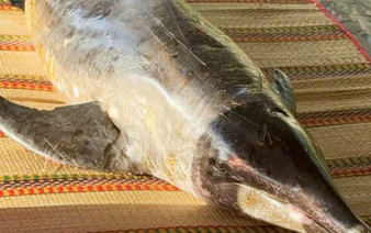 2-meter dolphin washes ashore in south-central Vietnam

