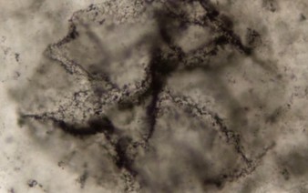 New method spots signs of Earth's primordial life in ancient rocks