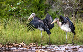 Cambodia releases rare captive-bred storks in conservation breakthrough
