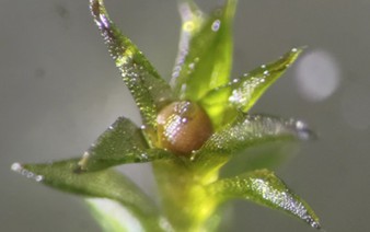 Researchers find moss spores can survive in space