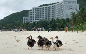 In Vietnam, ducks believed to be swept to island by floods pampered at 5-star resort
