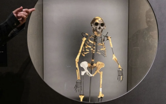 Mystery foot belongs to ancient human relative: scientists
