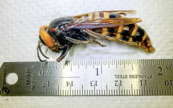 American principal of international school in Vietnam’s Hai Phong dies after hornet attack in Laos: media