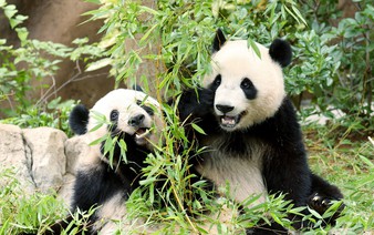 Japan's last 2 pandas to return to China in January