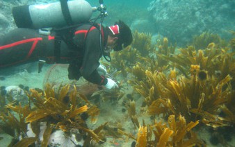 Japan local govts, fishers working to save seaweed forests
