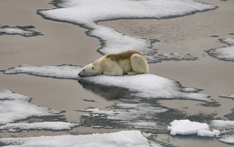 Arctic has hottest year ever recorded, as climate impacts cascade