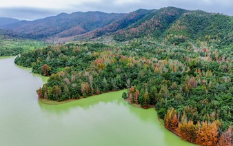 Stunning red Formosa sweet gum evokes European autumn in Vietnam’s Quang Tri