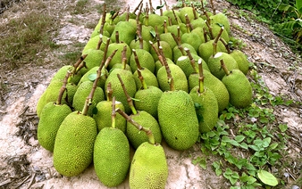 China to accept Vietnamese jackfruit exports from June 2026