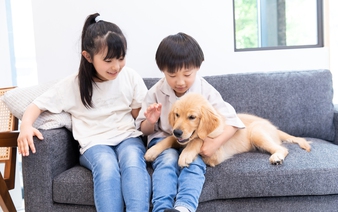 Having dogs likely boosts teens' social skills: study