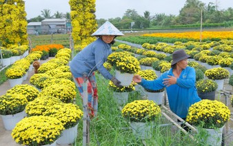 Vietnam’s famous Sa Dec Flower Village bustles ahead of New Year
