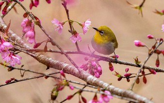Central Vietnamese province welcomes 2026 with cherry blossoms, festive buzz