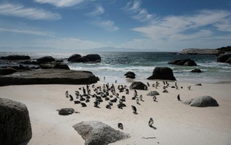 Study says African penguins starved en masse off South Africa