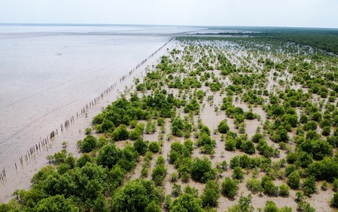Ca Mau leads Vietnam in coastal afforestation, adds nearly 1,880ha in 5 years