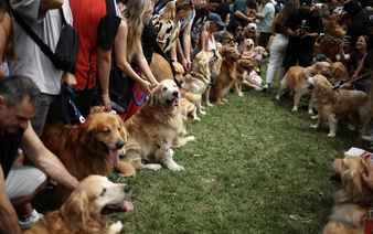 Decked in Santa hats and ribbons, Argentine golden retrievers chase world record