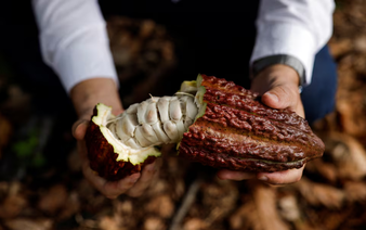 Brazil's would-be cocoa king aims to revolutionize industry with giant farm